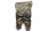 Fossil Woolly Rhino (Coelodonta) Tooth - Siberia #253950-1